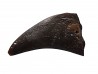 griffe de dinosaure théropode indét. - Maastrichtien (Sud Dakota)