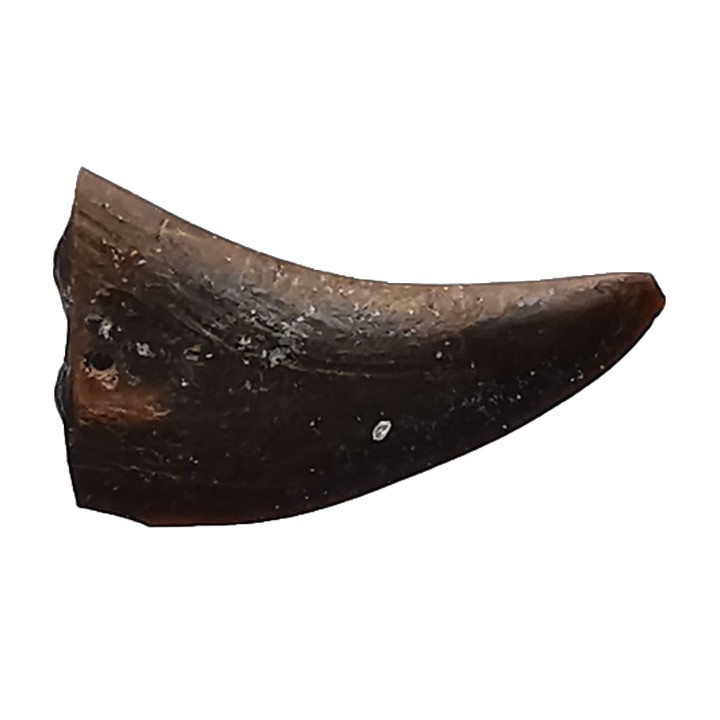 theropod dinosaur claw (indet.) - Maastrichtian (South Dakota)