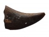 griffe de dinosaure théropode indét. - Maastrichtien (Sud Dakota)