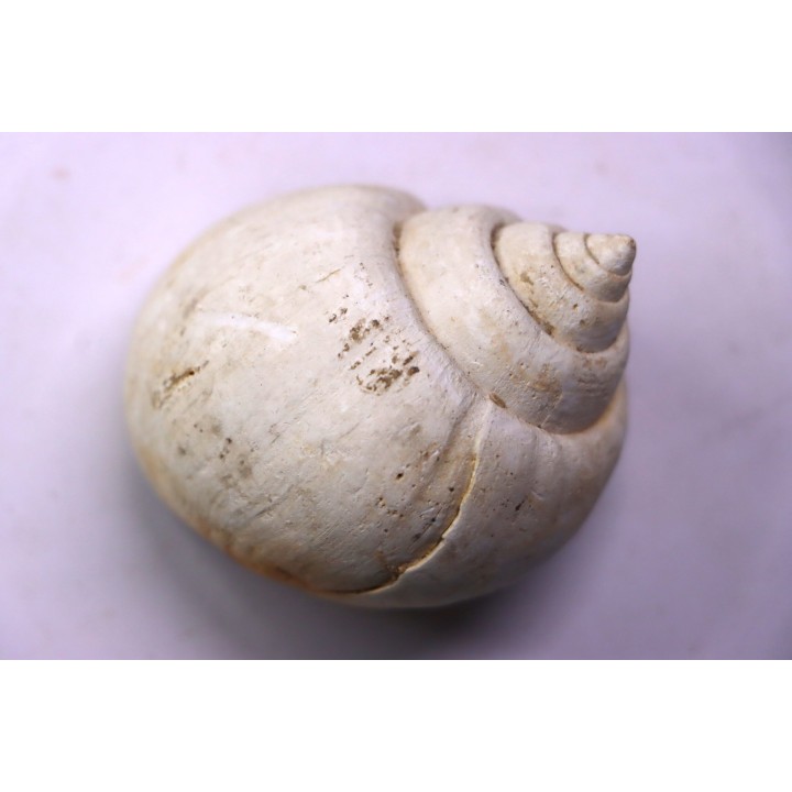 Crommium angustatum - Oligocène - gaas, FRANCE