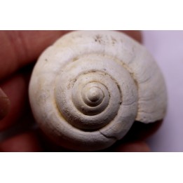 Crommium angustatum - Oligocène - gaas, FRANCE