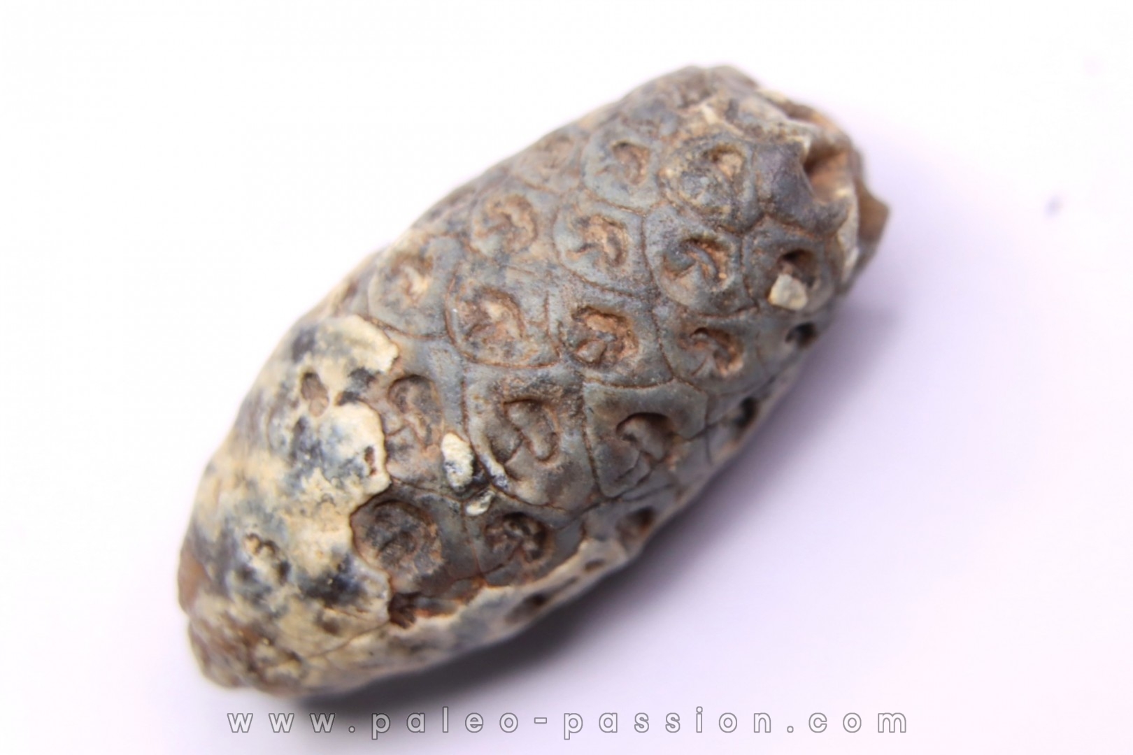 Equicalastrobus - Eocene superieur Sahara occidental, rio del oro - Région de Dakhla - Maroc