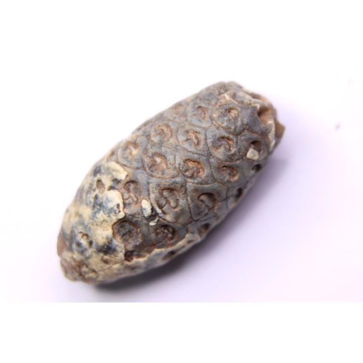 Equicalastrobus  upper Eocene  Western Sahara, rio del oro  Region of Dakhla - Morocco