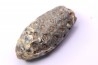 Equicalastrobus - Eocene superieur Sahara occidental, rio del oro - Région de Dakhla - Maroc
