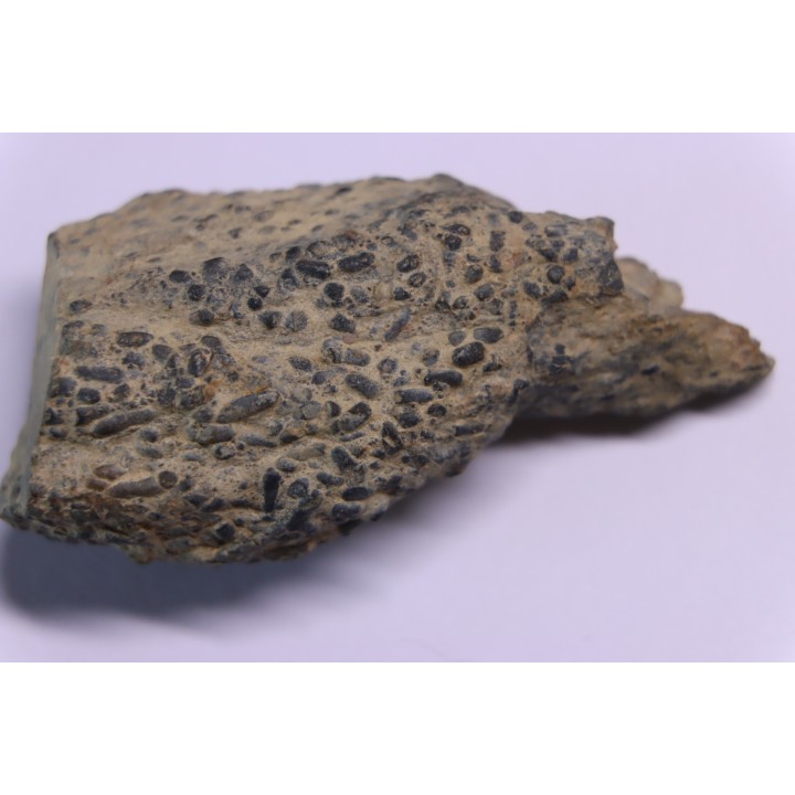 COPROLITHES de trilobites: TOMACULUM PROBLEMATICUM - Ordovicien - Maine et Loire, FRANCE