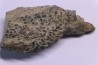 trilobit's COPROLITHES : TOMACULUM PROBLEMATICUM - Ordovician - Maine et Loire, FRANCE