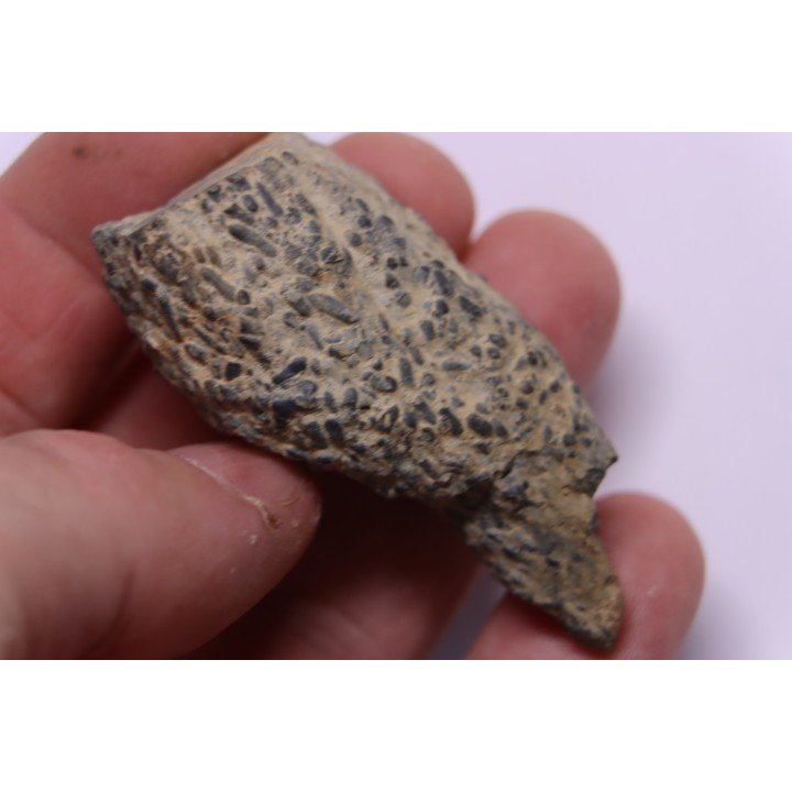 trilobit's COPROLITHES : TOMACULUM PROBLEMATICUM - Ordovician - Maine et Loire, FRANCE