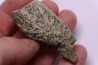 COPROLITHES de trilobites: TOMACULUM PROBLEMATICUM - Ordovicien - Maine et Loire, FRANCE