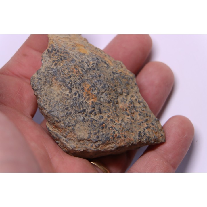trilobit's COPROLITHES : TOMACULUM PROBLEMATICUM - Ordovician - Maine et Loire, FRANCE