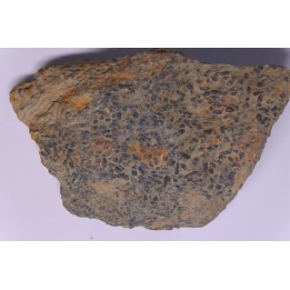 trilobit's COPROLITHES : TOMACULUM PROBLEMATICUM - Ordovician - Maine et Loire, FRANCE