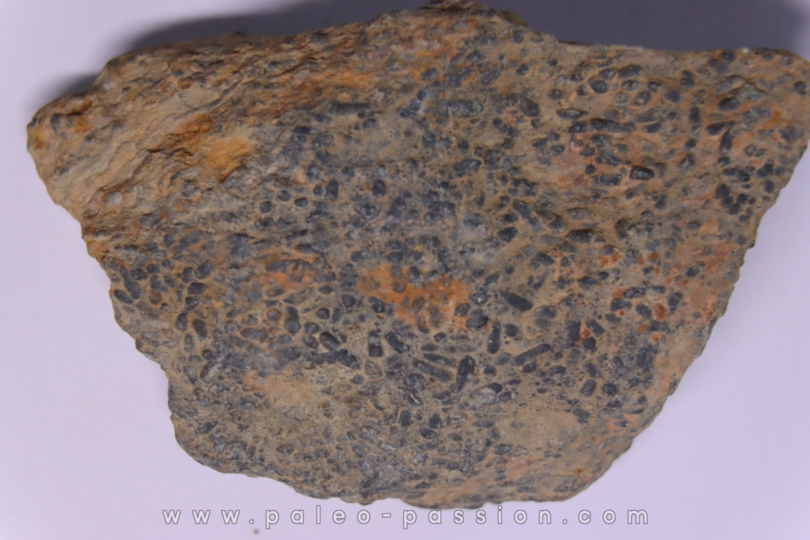 trilobit's COPROLITHES : TOMACULUM PROBLEMATICUM - Ordovician - Maine et Loire, FRANCE