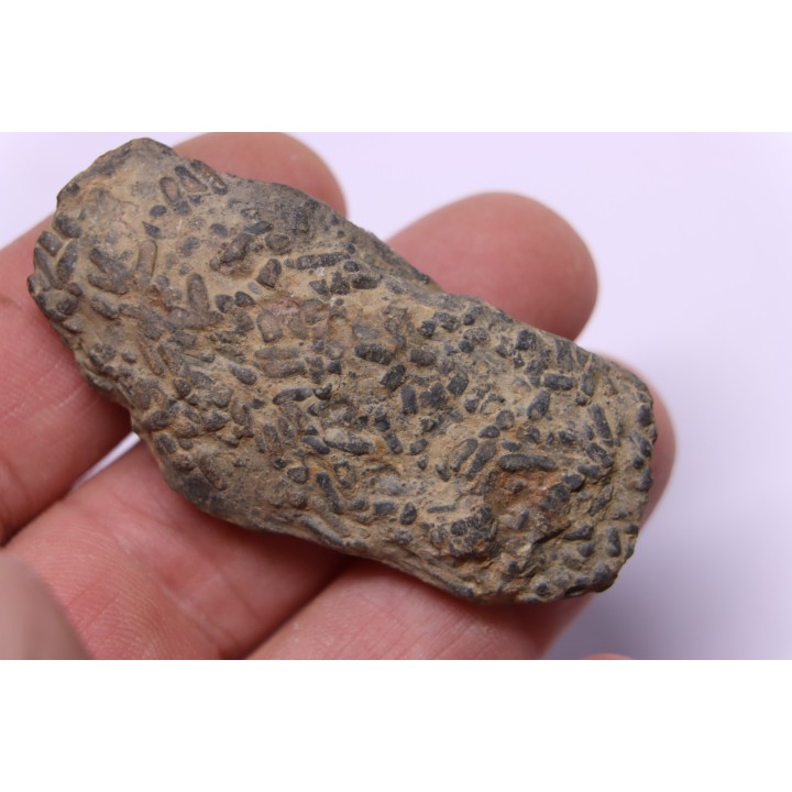 trilobit's COPROLITHES : TOMACULUM PROBLEMATICUM - Ordovician - Maine et Loire, FRANCE