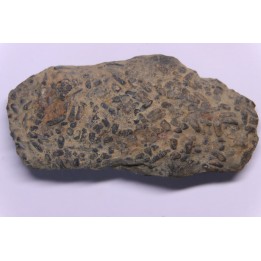 COPROLITHES de trilobites: TOMACULUM PROBLEMATICUM - Ordovicien - Maine et Loire, FRANCE