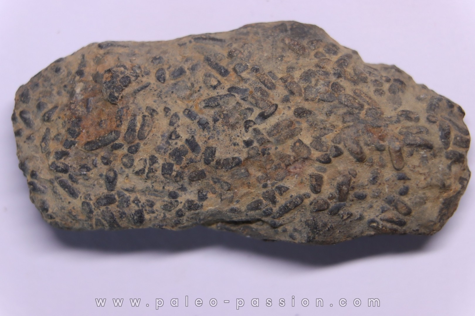 trilobit's COPROLITHES : TOMACULUM PROBLEMATICUM - Ordovician - Maine et Loire, FRANCE