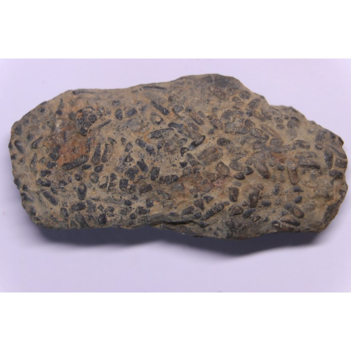 COPROLITHES de trilobites: TOMACULUM PROBLEMATICUM - Ordovicien - Maine et Loire, FRANCE