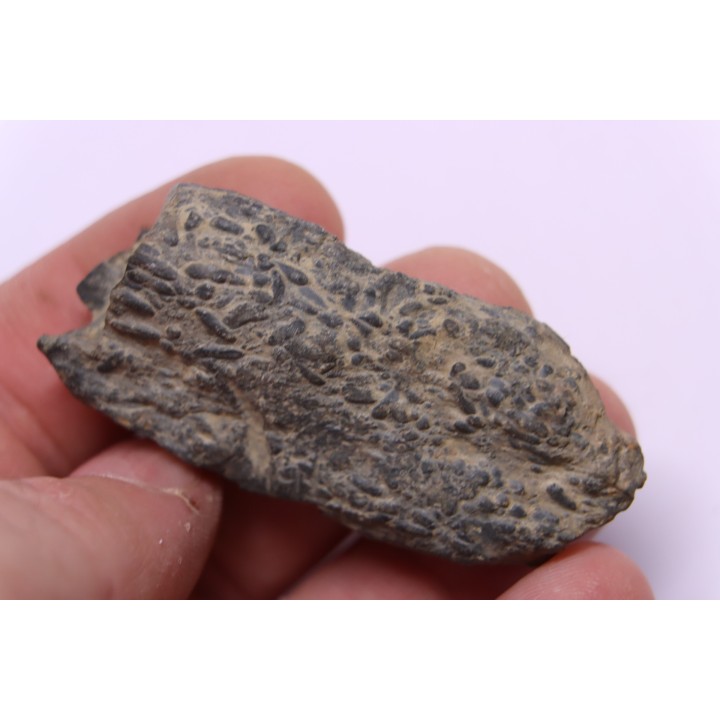 trilobit's COPROLITHES : TOMACULUM PROBLEMATICUM - Ordovician - Maine et Loire, FRANCE