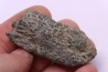 COPROLITHES de trilobites: TOMACULUM PROBLEMATICUM - Ordovicien - Maine et Loire, FRANCE