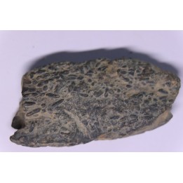 trilobit's COPROLITHES : TOMACULUM PROBLEMATICUM - Ordovician - Maine et Loire, FRANCE