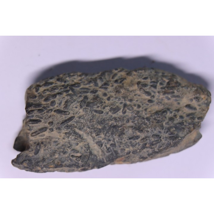 COPROLITHES de trilobites: TOMACULUM PROBLEMATICUM - Ordovicien - Maine et Loire, FRANCE
