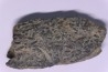COPROLITHES de trilobites: TOMACULUM PROBLEMATICUM - Ordovicien - Maine et Loire, FRANCE