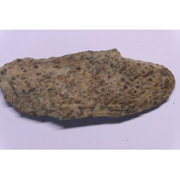 trilobit's COPROLITHES : TOMACULUM PROBLEMATICUM - Ordovician - Maine et Loire, FRANCE