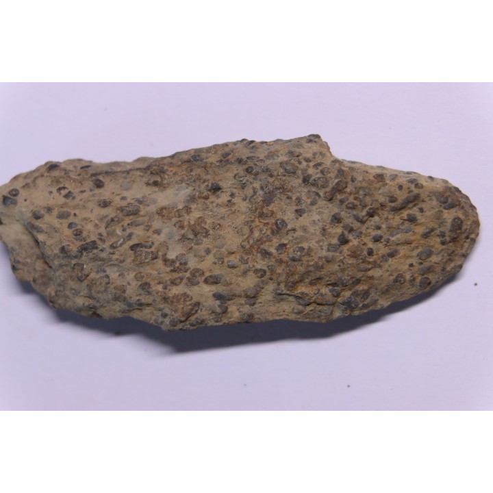 trilobit's COPROLITHES : TOMACULUM PROBLEMATICUM - Ordovician - Maine et Loire, FRANCE