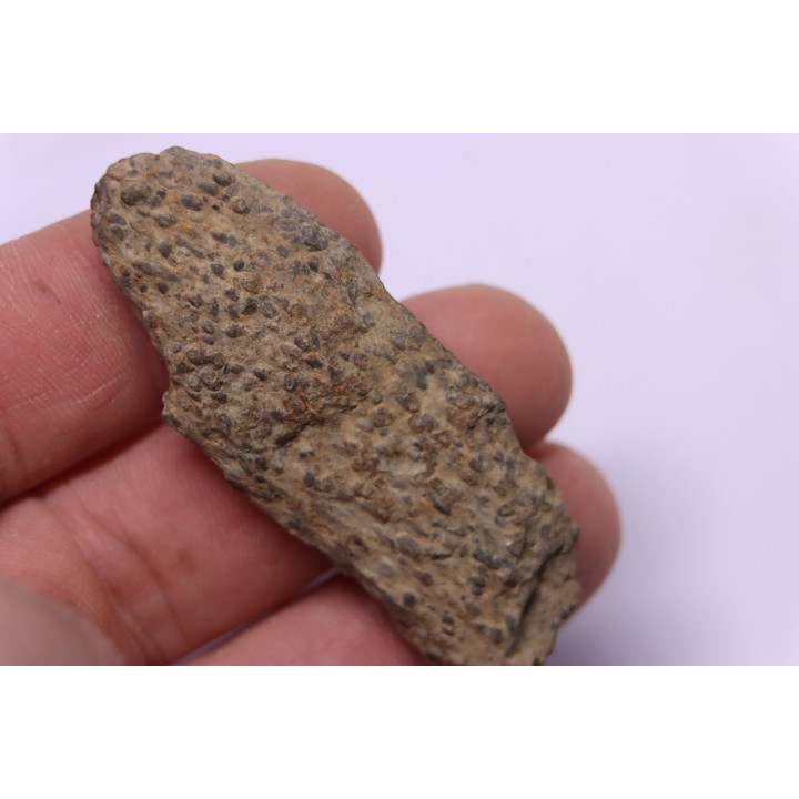 COPROLITHES de trilobites: TOMACULUM PROBLEMATICUM - Ordovicien - Maine et Loire, FRANCE