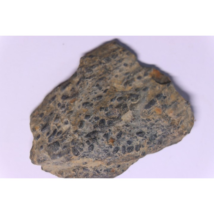 trilobit's COPROLITHES : TOMACULUM PROBLEMATICUM - Ordovician - Maine et Loire, FRANCE