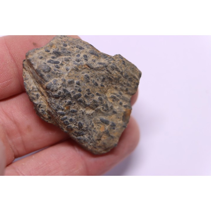 trilobit's COPROLITHES : TOMACULUM PROBLEMATICUM - Ordovician - Maine et Loire, FRANCE