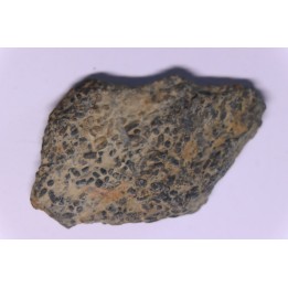 trilobit's COPROLITHES : TOMACULUM PROBLEMATICUM - Ordovician - Maine et Loire, FRANCE