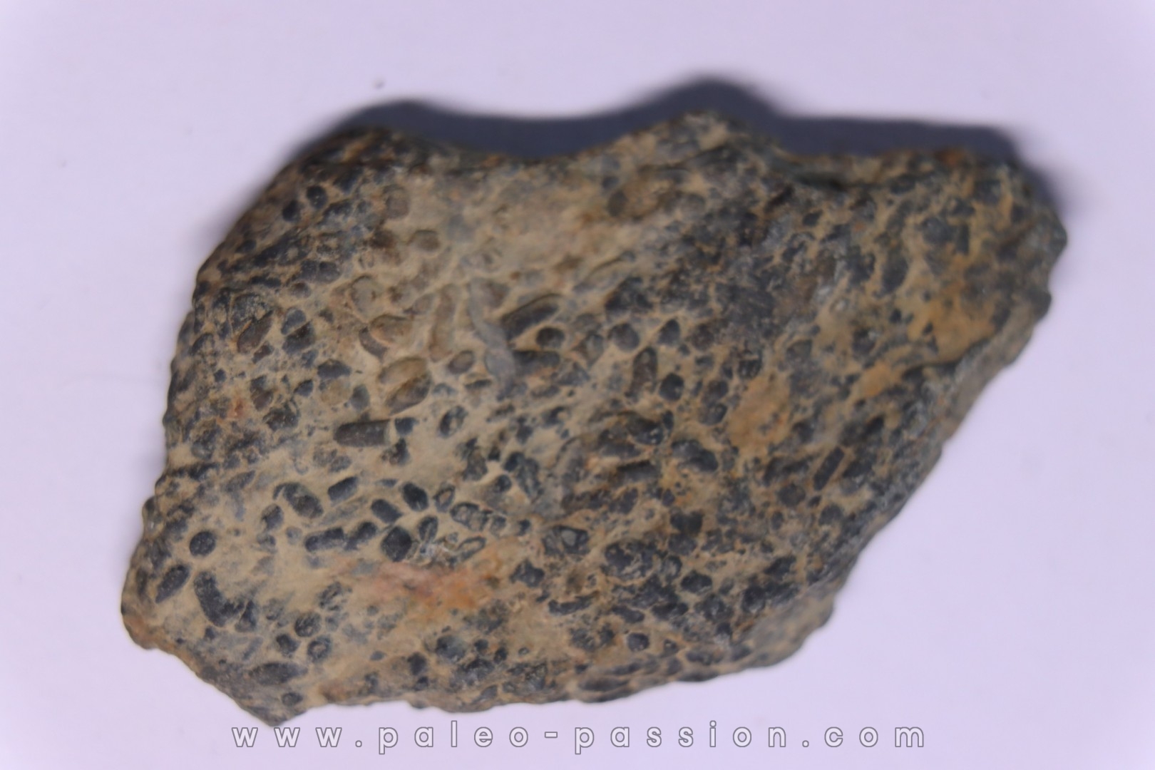 trilobit's COPROLITHES : TOMACULUM PROBLEMATICUM - Ordovician - Maine et Loire, FRANCE