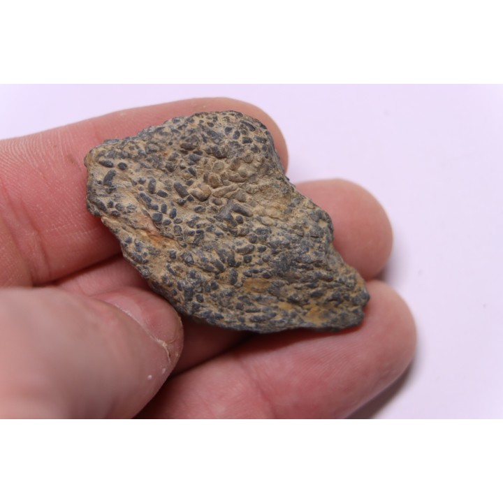 trilobit's COPROLITHES : TOMACULUM PROBLEMATICUM - Ordovician - Maine et Loire, FRANCE