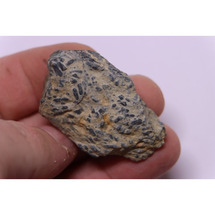 COPROLITHES de trilobites: TOMACULUM PROBLEMATICUM - Ordovicien - Maine et Loire, FRANCE