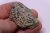 trilobit's COPROLITHES : TOMACULUM PROBLEMATICUM - Ordovician - Maine et Loire, FRANCE