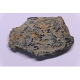trilobit's COPROLITHES : TOMACULUM PROBLEMATICUM - Ordovician - Maine et Loire, FRANCE