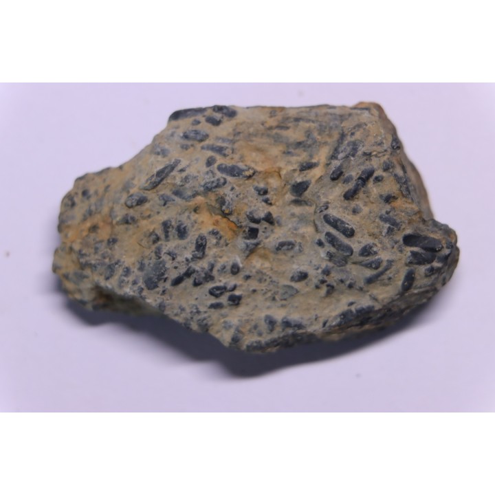 COPROLITHES de trilobites: TOMACULUM PROBLEMATICUM - Ordovicien - Maine et Loire, FRANCE