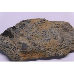 COPROLITHES de trilobites: TOMACULUM PROBLEMATICUM - Ordovicien - Maine et Loire, FRANCE