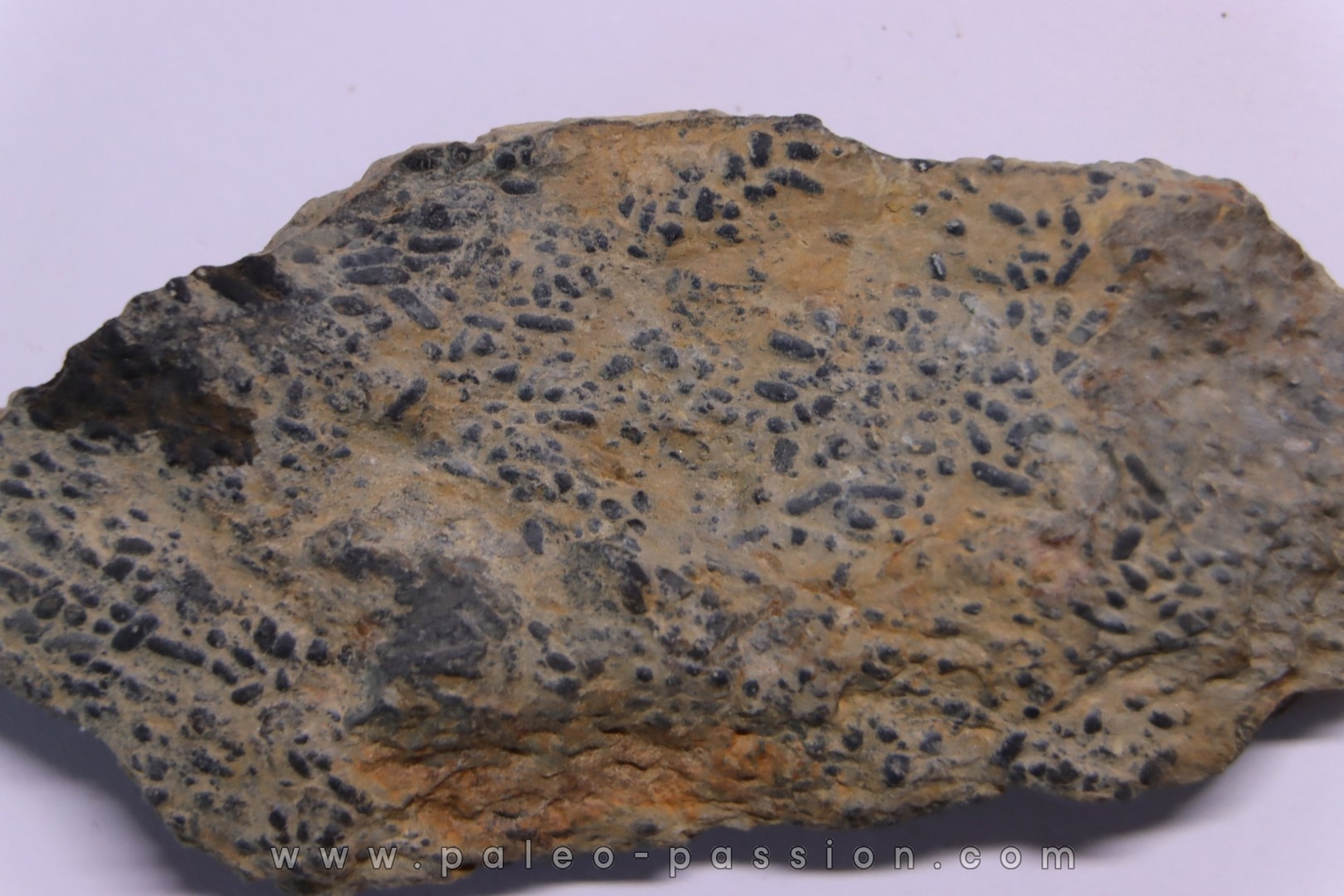 trilobit's COPROLITHES : TOMACULUM PROBLEMATICUM - Ordovician - Maine et Loire, FRANCE