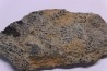 COPROLITHES de trilobites: TOMACULUM PROBLEMATICUM - Ordovicien - Maine et Loire, FRANCE