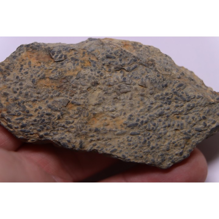 trilobit's COPROLITHES : TOMACULUM PROBLEMATICUM - Ordovician - Maine et Loire, FRANCE