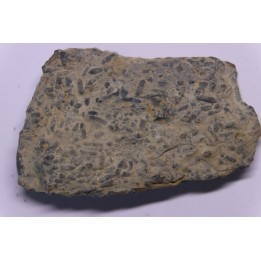 trilobit's COPROLITHES : TOMACULUM PROBLEMATICUM - Ordovician - Maine et Loire, FRANCE