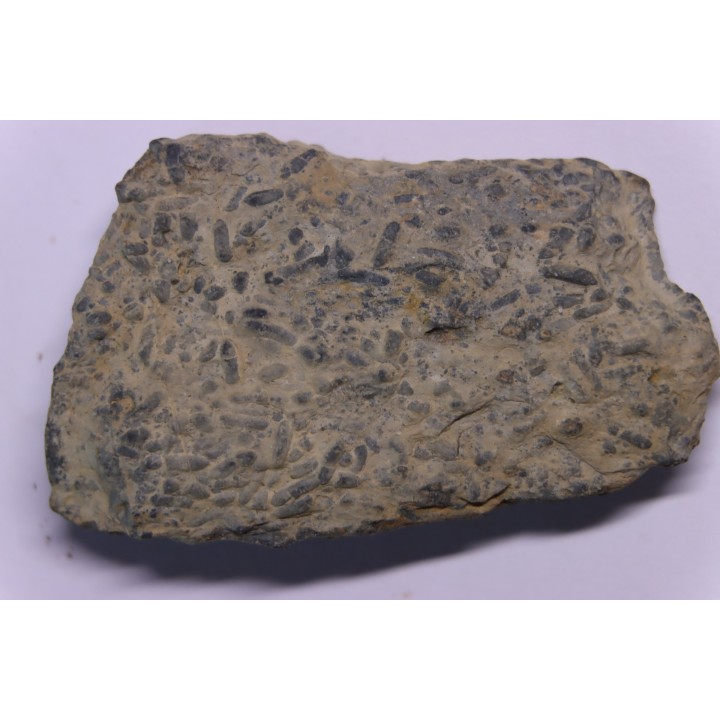 trilobit's COPROLITHES : TOMACULUM PROBLEMATICUM - Ordovician - Maine et Loire, FRANCE