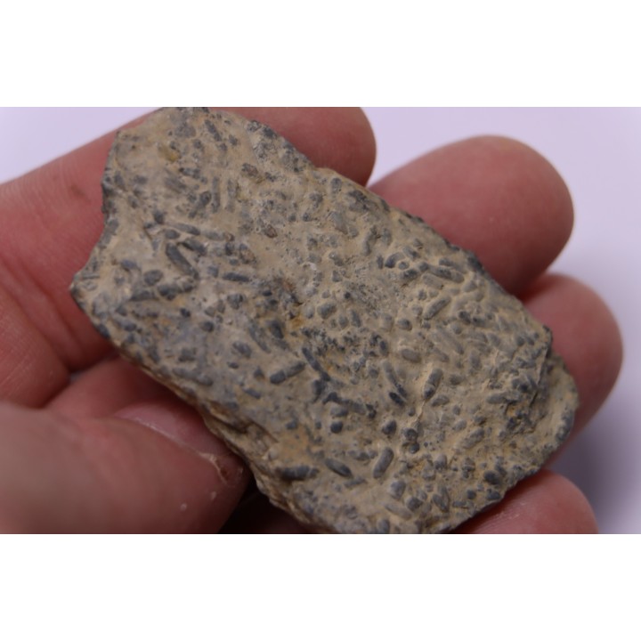 trilobit's COPROLITHES : TOMACULUM PROBLEMATICUM - Ordovician - Maine et Loire, FRANCE
