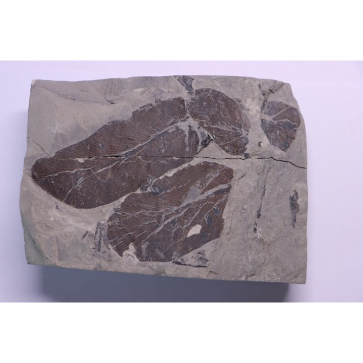 Fougère:  NEUROPTERIS CORDATA  Stephanian (carboniferous)  Sanvignes les Mines (71) FRANCE