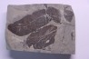 Fougère: NEUROPTERIS CORDATA Stephanian (carboniferous) Sanvignes les Mines (71) FRANCE