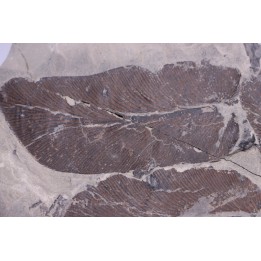 Fougère:  NEUROPTERIS CORDATA  Stephanian (carboniferous)  Sanvignes les Mines (71) FRANCE
