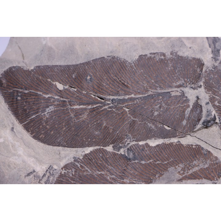 Fougère:  NEUROPTERIS CORDATA  Stephanian (carboniferous)  Sanvignes les Mines (71) FRANCE