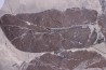 Fougère: NEUROPTERIS CORDATA Stephanian (carboniferous) Sanvignes les Mines (71) FRANCE