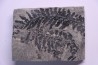 Fougère:  ODONTOPTERIS REICHIANA  Stephanian (carboniferous)   Sanvignes les Mines (71) FRANCE