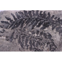 Fougère:  ODONTOPTERIS REICHIANA  Stephanian (carboniferous)   Sanvignes les Mines (71) FRANCE